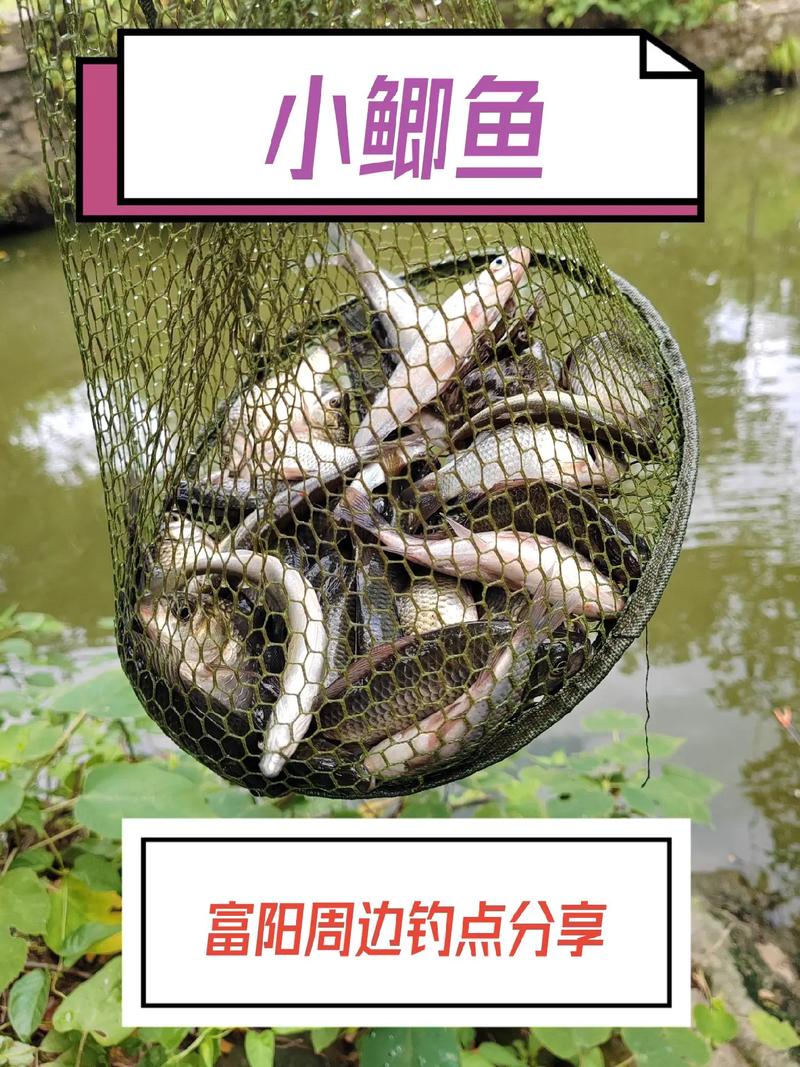 钓鱼 APP 推荐：实时鱼情 + 合规钓点，出行必备