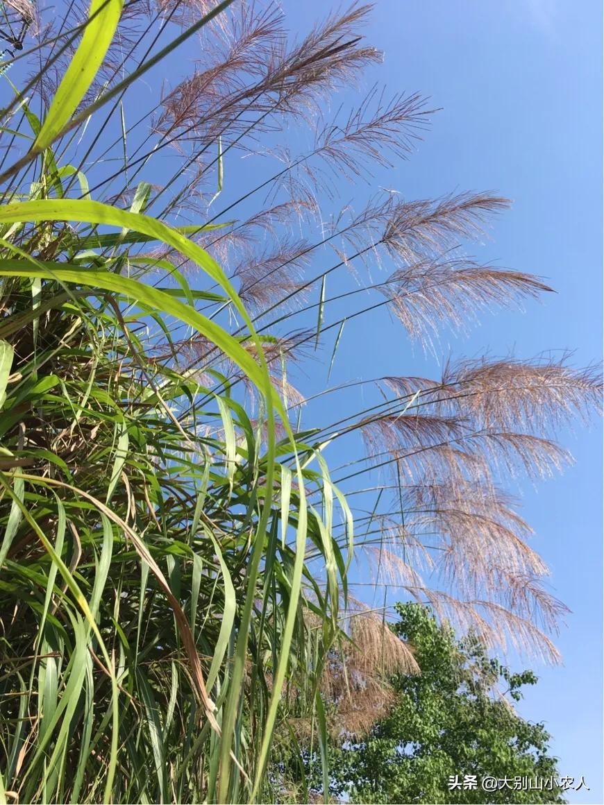 夜钓保命装备：蓝光灯 + 驱蚊手环，暴雨天逆袭 21 斤草鱼