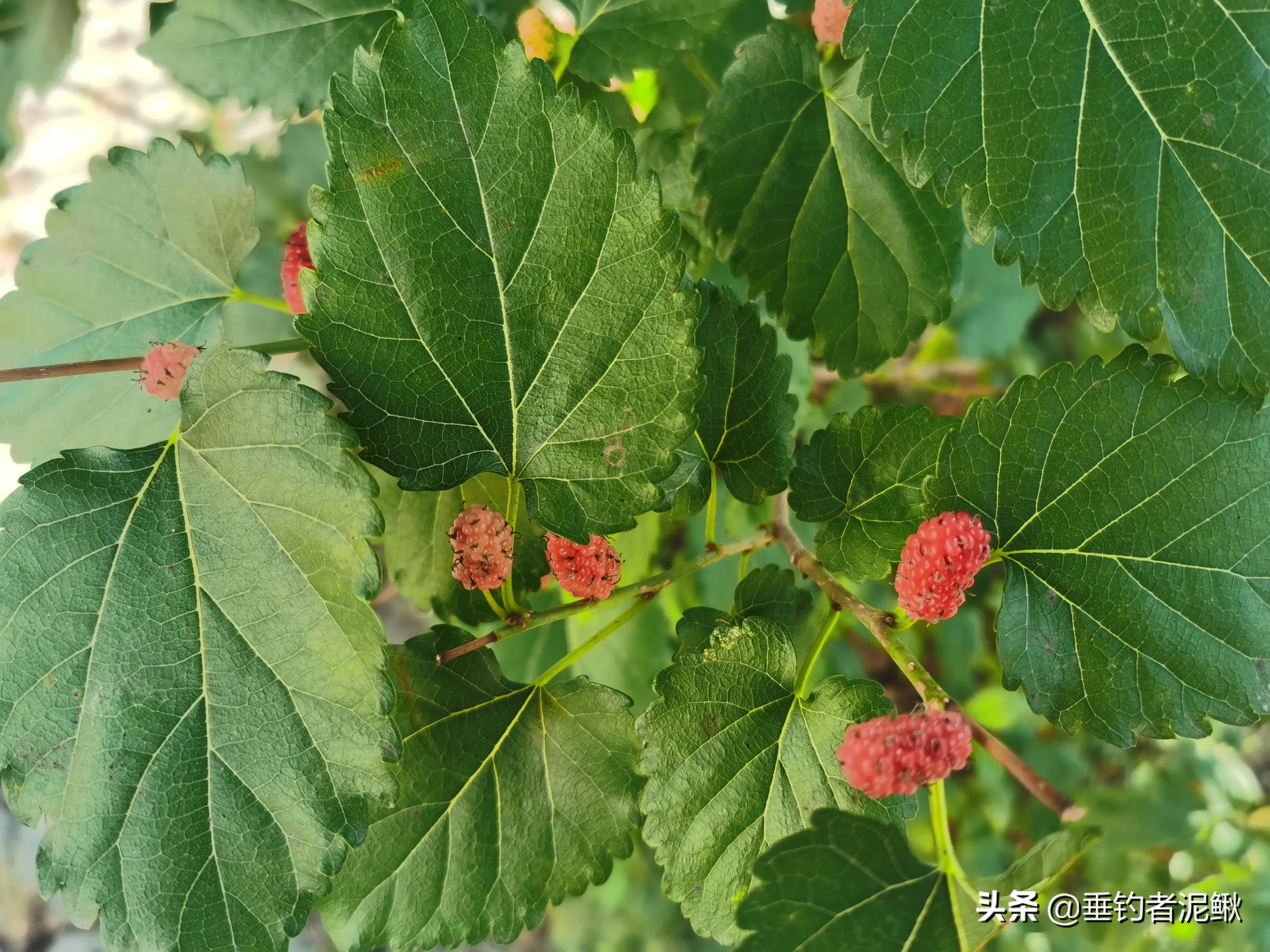钓鱼竞技化：职业钓手年薪百万，业余爱好者何去何从？