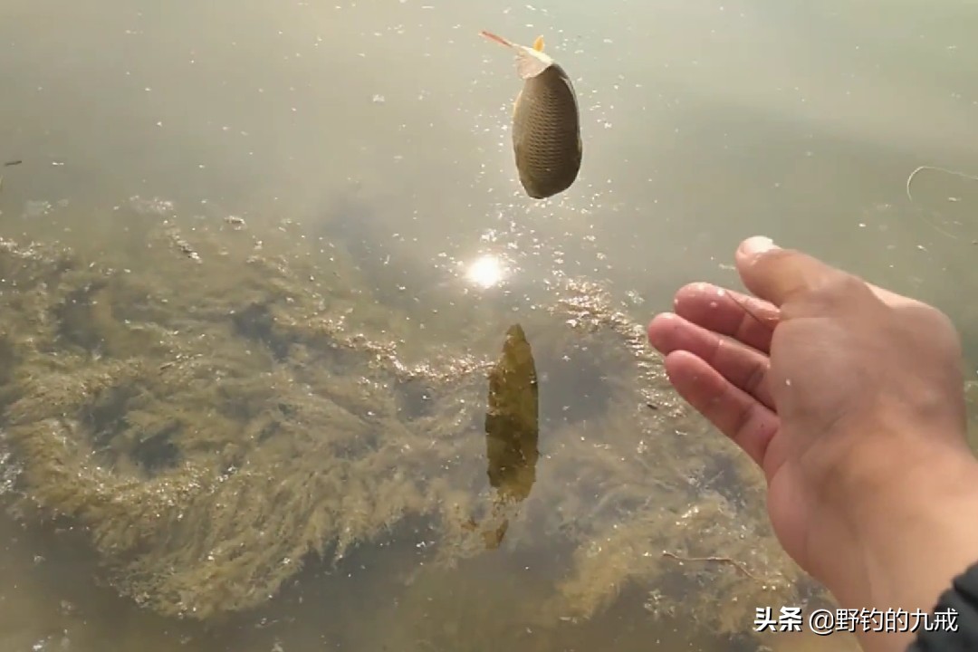 钓鱼竞技化：职业钓手年薪百万，业余爱好者何去何从？