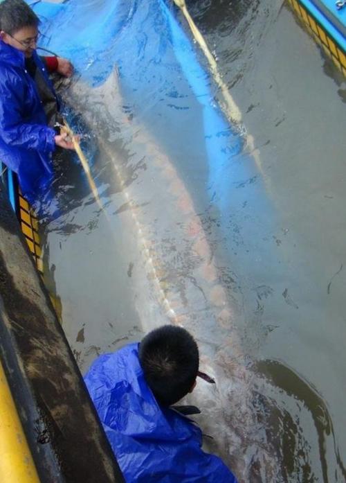 水库惊现万斤巨鳇！钓友：竿子差点被拖进水里