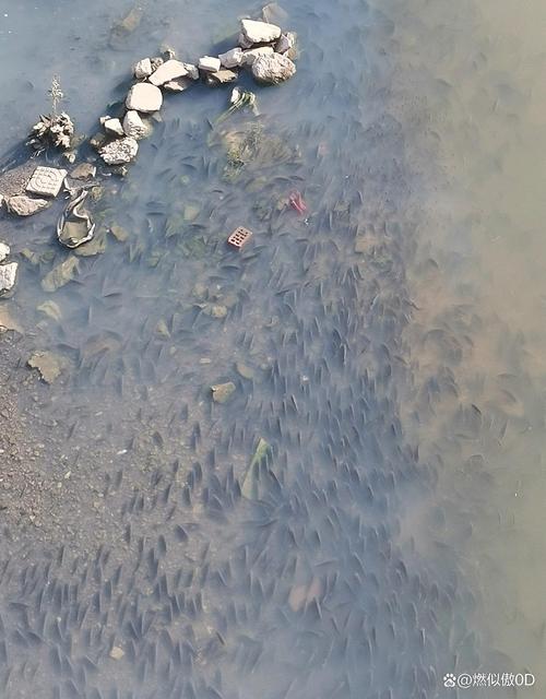 钓友钓到外星生物？透明鱼引热议，专家：基因突变