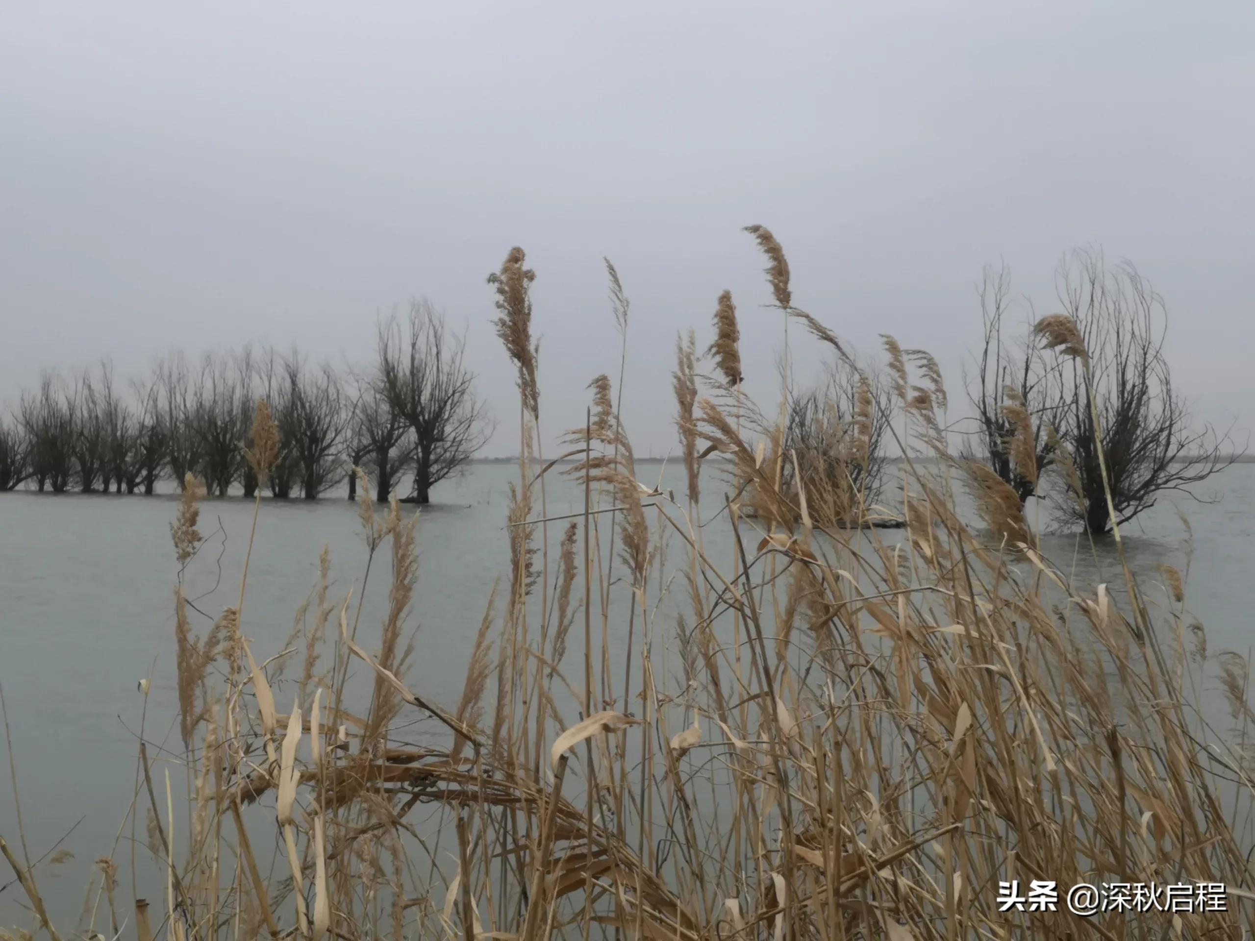 钓鱼直播伦理：为流量伪造渔获，诚信何在？